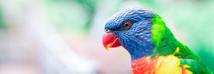 Vogel mit knallbuntem Gefieder