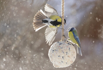 little birds feeding on bird feeder with suet fat ball. Blue tit and Great tit. Winter time © Nitr