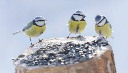 little birds feeding on a bird feeder with sunflower seeds. Winter time. Blue tit