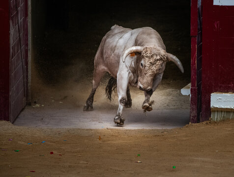 Toro, recortador, lidia, cornamenta, testuz, hechura, salida, bravura