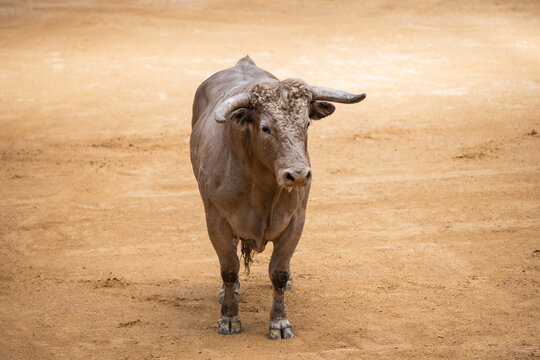 Toro, recortador, lidia, cornamenta, testuz, hechura, salida, bravura