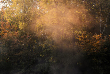 Jesienne tło, tapeta, mglisty poranek w parku w Pszczynie Śląsk.  © Elżbieta Kaps