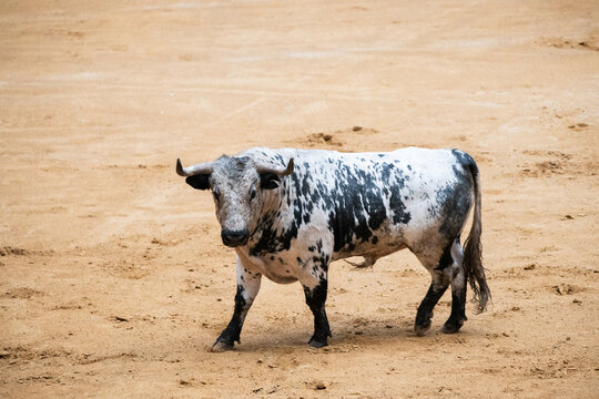 Toro, recortador, lidia, cornamenta, testuz, hechura, salida, bravura