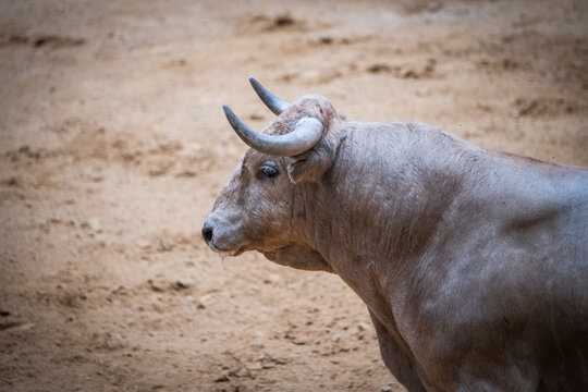 Toro, recortador, lidia, cornamenta, testuz, hechura, salida, bravura