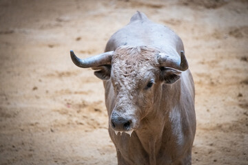 Toro, recortador, lidia, cornamenta, testuz, hechura, salida, bravura