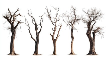 Fototapeta premium 6 dead trees or dry tree collection isolated on white background. 