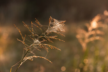 Jesienne tło, trawy o świcie w rosie, tapeta. © Elżbieta Kaps