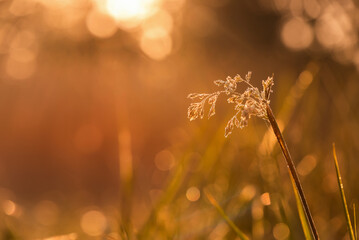 Jesienne tło, trawy o świcie w rosie, tapeta. © Elżbieta Kaps