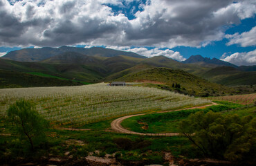 Nestled in the pear orchard.