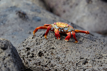 The Sally Lightfoot crab is a vibrant and agile crustacean native to the Galápagos Islands. Known for its striking colors, which range from bright red to orange and blue.