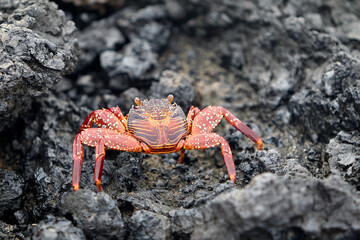 The Sally Lightfoot crab is a vibrant and agile crustacean native to the Galápagos Islands. Known for its striking colors, which range from bright red to orange and blue.