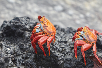The Sally Lightfoot crab is a vibrant and agile crustacean native to the Galápagos Islands. Known for its striking colors, which range from bright red to orange and blue.
