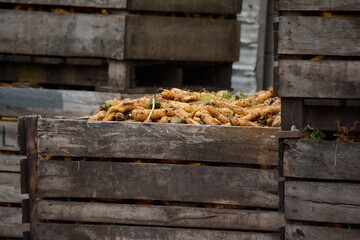 Fresh white carrots harvested on a farm in the Holland Marsh in central Ontario, Canada. 