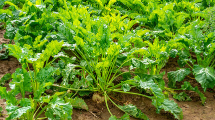Close up of Sugar beet growing (Beta vulgaris)
