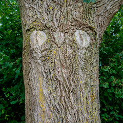 Tree with a funny owl face
