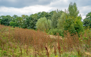 Obraz premium Autumn landscape with Common tuft (Dipsacus) 