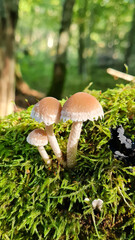 Mushrooms growing in the forest on a green mossy background