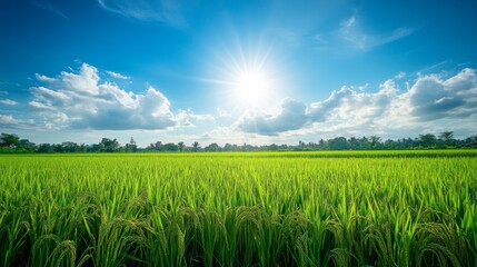 Obraz premium A serene image of jasmine rice growing in lush green fields under a bright blue sky, showcasing the beauty of rice paddies and the essence of Thai agriculture.