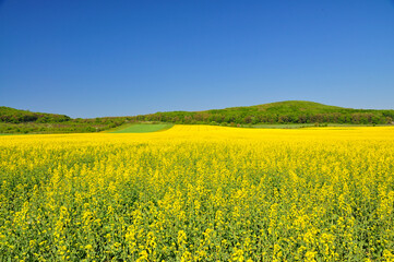 Obraz premium Blooming.