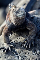The marine iguana of the Galapagos Islands is a remarkable and unique species, the only lizard in the world that has adapted to life in the ocean. 