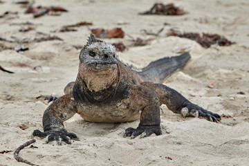 The marine iguana of the Galapagos Islands is a remarkable and unique species, the only lizard in the world that has adapted to life in the ocean. 