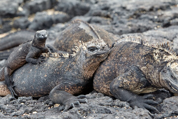 The marine iguana of the Galapagos Islands is a remarkable and unique species, the only lizard in the world that has adapted to life in the ocean. 