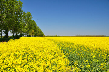 Obraz premium Blooming.