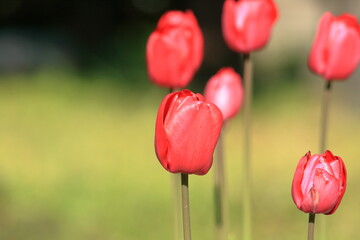 Obraz premium Tulip.