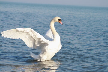 Beautiful Swan.