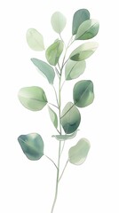 Obraz premium Delicate watercolor illustration of a green botanical branch against a white background