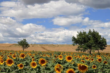 Obraz premium Sunflower.