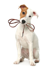 Adorable Jack Russell terrier dog holding leash in mouth on white background. Time for walk