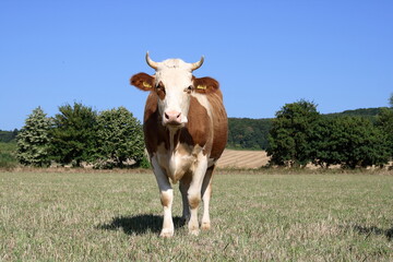 Pasturage cow.