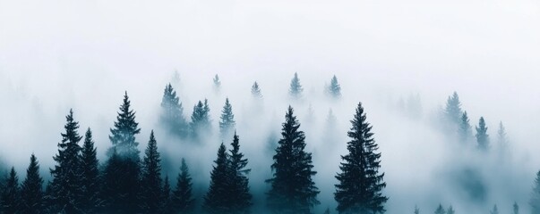 Fototapeta premium Misty forest with tall trees under a soft, ethereal light.