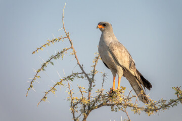 Close up of a Gabar Goshawk bird on a tree branch, in Etosha National park, bird and wildlife in Namibia, Africa