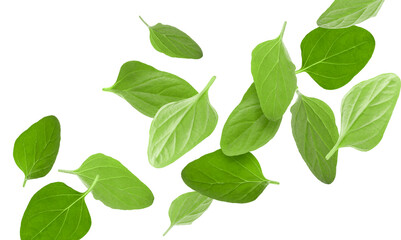 Fresh oregano leaves in air on white background
