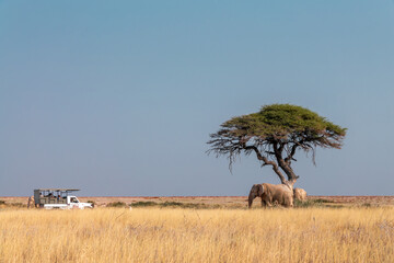 Tourists in their car watching elephants in the savanna in Etosha National Park, wildlife safari and game drive in Namibia, Africa