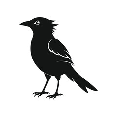 Black bird vector illustration