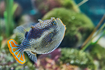 Obraz premium Sea fish from family boxfishes, male of striped Aracana aurita, living in aquarium.