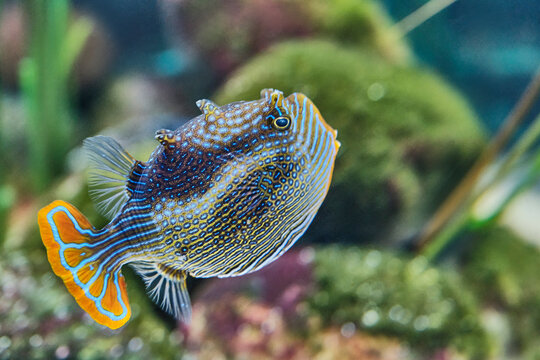 Sea fish from family boxfishes, male of striped Aracana aurita, living in aquarium.