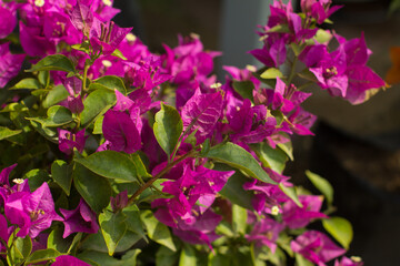 Naklejka premium Photograph of bougainvillea in a plant store.