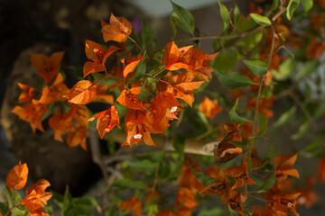 Photograph of bougainvillea in a plant store.