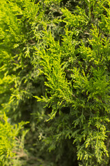 Fototapeta premium PHOTOGRAPH DETAIL OF DWARF PINE PLANT LEAVES. 