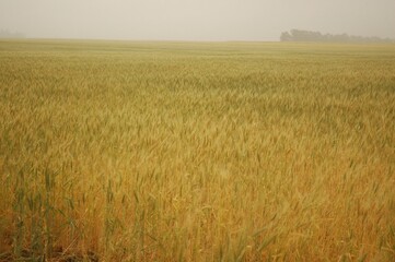 Wheat crops in northern Argentina