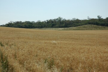 Obraz premium Wheat crops in northern Argentina
