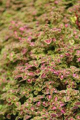 Abstract Closeup of Coleus, Painted Nettle or Plectranthus scutellarioides is green color leaf Plant in the Garden Thailand 