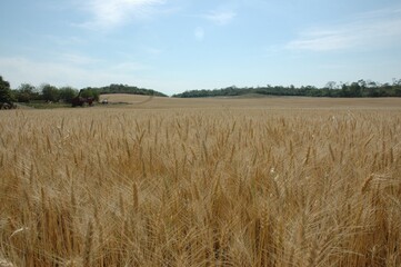 Wheat crops in northern Argentina