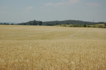 Wheat crops in northern Argentina