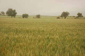 Wheat crops in northern Argentina