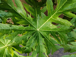 close up of papaya plant leaves